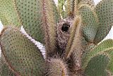 Common Cactus-Finchborder=